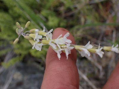 Boechera polyantha, photographed by Shane Johnson