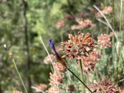 Anthyllis montana, photographed by Fabien Anthelme