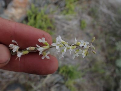 Boechera polyantha, photographed by Shane Johnson