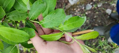 Salix cinerea, photographed by Yurii Basov