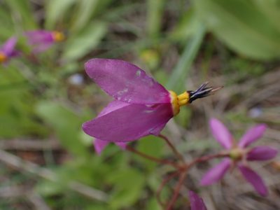 Primula pauciflora, photographed by Shane Johnson