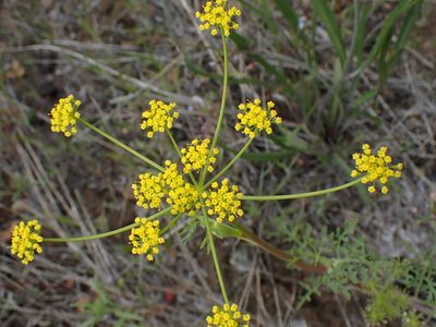 Lomatium ambiguum, photographed by Shane Johnson