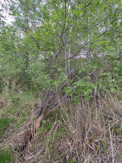 Salix pyrolifolia, photographed by Юлия