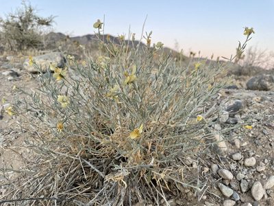 Psilostrophe cooperi
