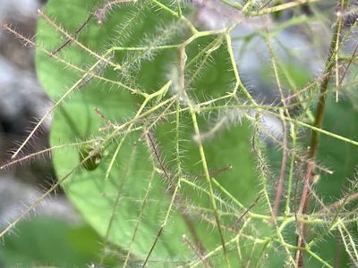 Cotinus coggygria, photographed by Fabien Anthelme