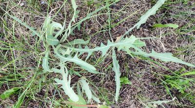 Lactuca tatarica, photographed by Yurii Basov