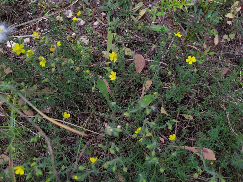 Fumana thymifolia, photographed by carnifex