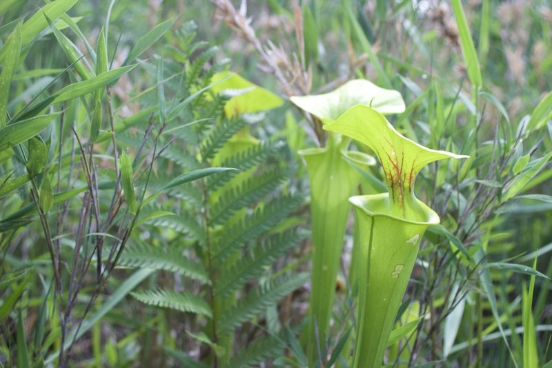 Sarracenia flava, photographed by José Garrido