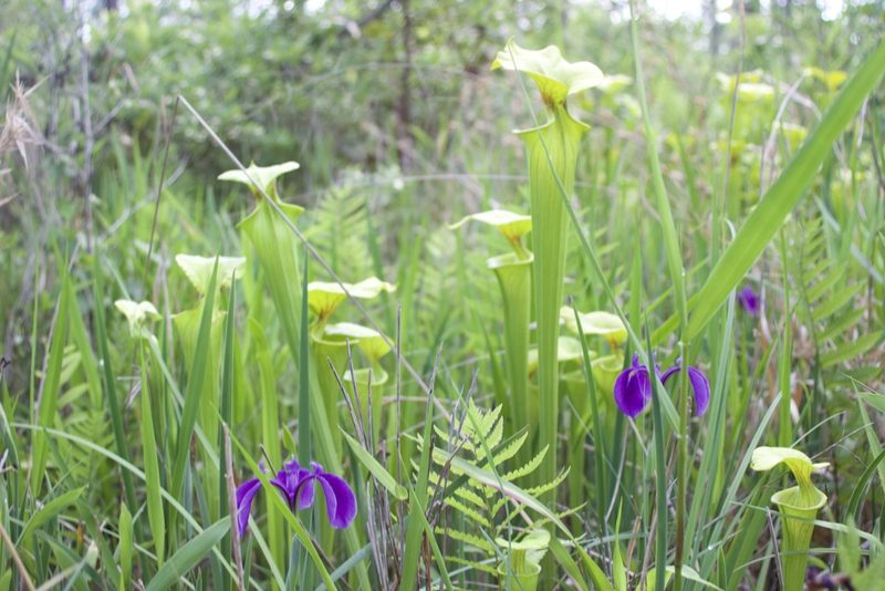 Iris tridentata, photographed by José Garrido
