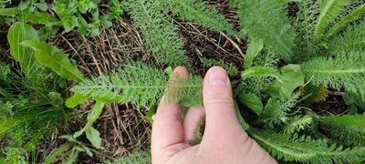 Achillea asiatica, photographed by Yurii Basov