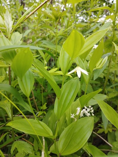 Disporum viridescens, photographed by Tatyana Petrenko