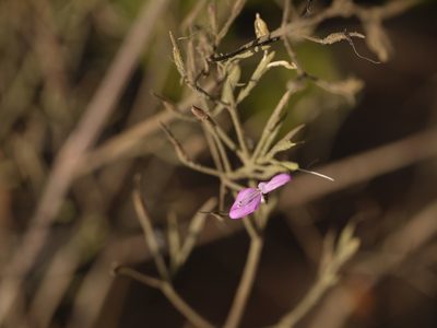 Dicliptera paniculata, photographed by Dinesh Valke