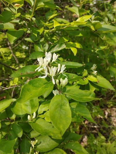 Lonicera ruprechtiana, photographed by Tatyana Petrenko