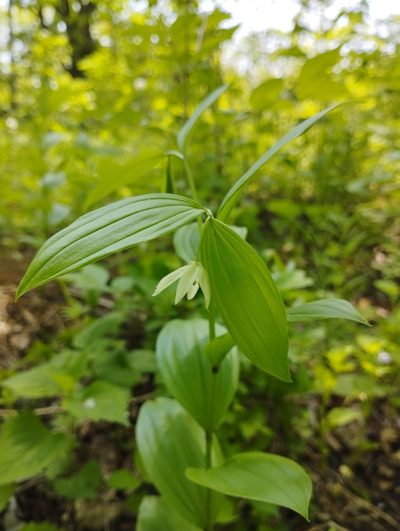 Disporum viridescens, photographed by Tatyana Petrenko