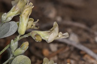 Astragalus calycosus, photographed by Trevor Van Loon