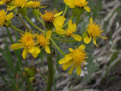 Senecio integerrimus, photographed by Shane Johnson