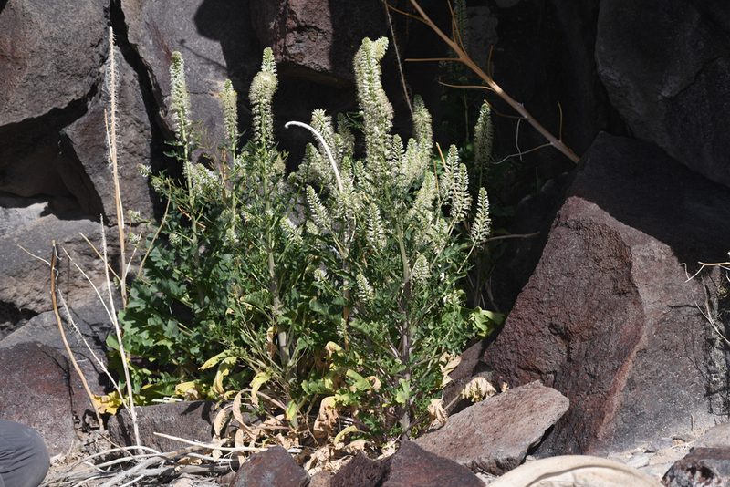 Thelypodium laciniatum, photographed by Trevor Van Loon