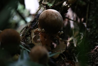 Balanophora fungosa, photographed by Hugo Innes