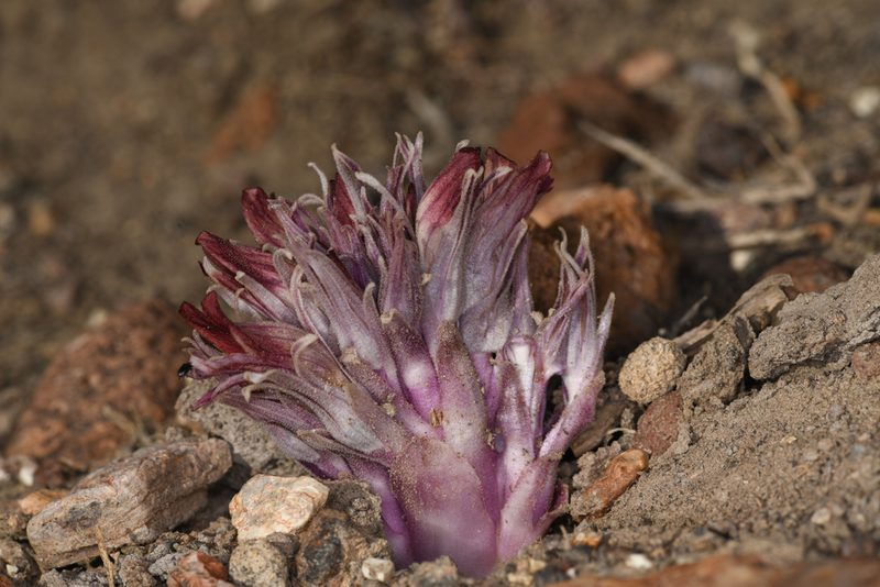 Orobanche corymbosa, photographed by Trevor Van Loon