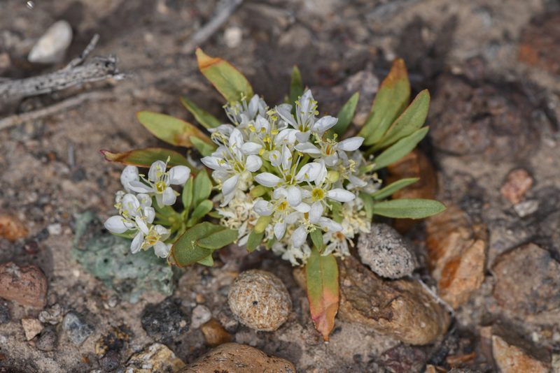 Eremothera nevadensis, photographed by Trevor Van Loon