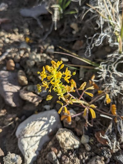 Cleomella hillmanii, photographed by Trevor Van Loon
