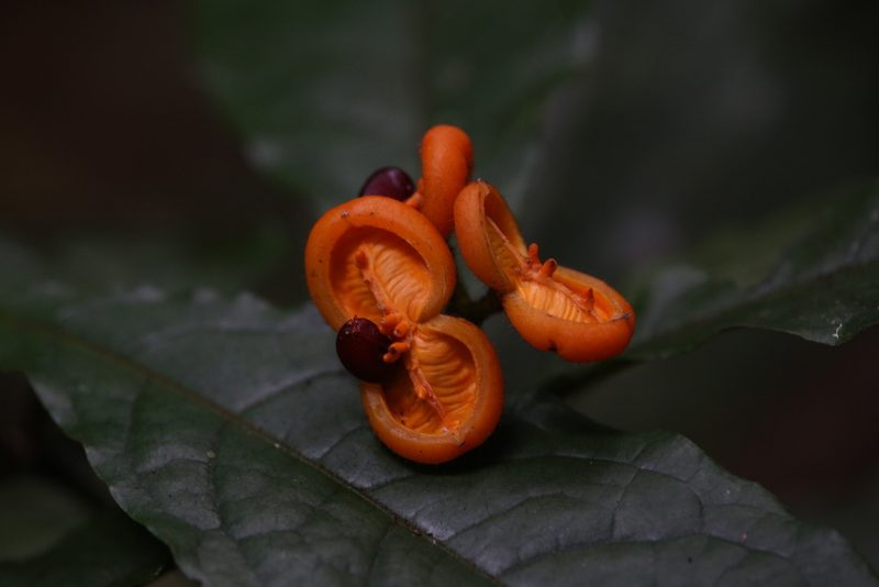 Pittosporum rubiginosum, photographed by Hugo Innes