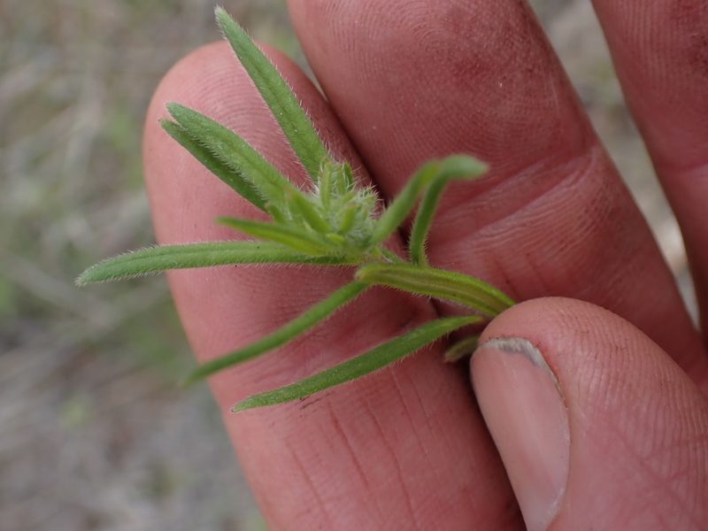 Madia glomerata, photographed by Shane Johnson
