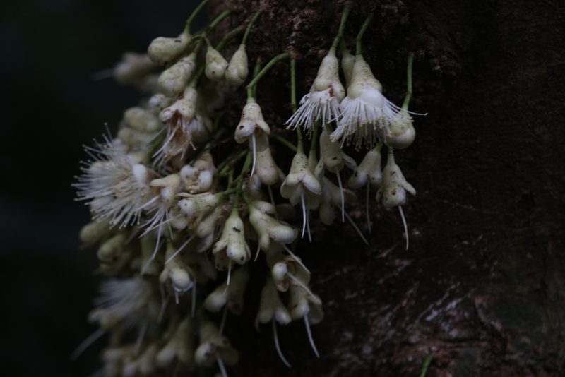 Syzygium cormiflorum, photographed by Hugo Innes