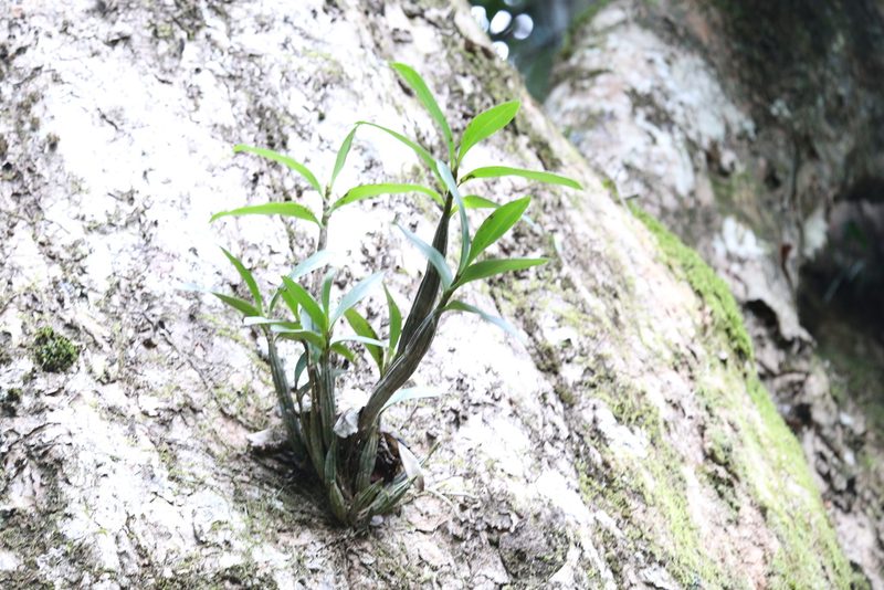 Dendrobium jonesii, photographed by Hugo Innes