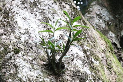 Dendrobium jonesii, photographed by Hugo Innes