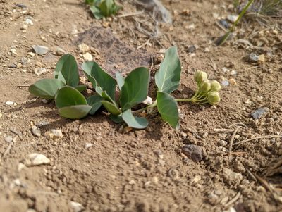 Asclepias cryptoceras, photographed by Trevor Van Loon