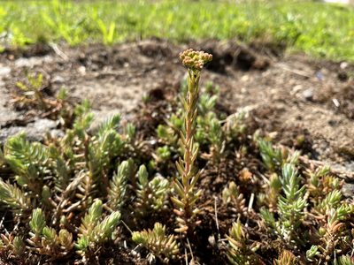 Petrosedum orientale, photographed by Pavel Kacl