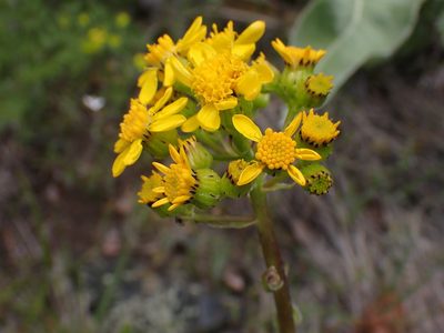 Senecio integerrimus, photographed by Shane Johnson