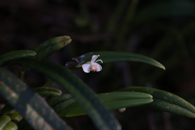 Dendrobium taylorii, photographed by Hugo Innes