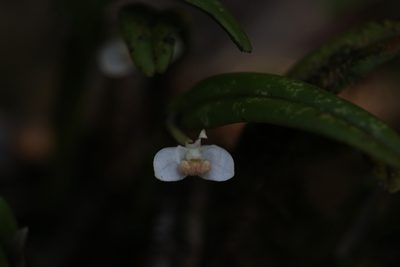 Dendrobium taylorii, photographed by Hugo Innes