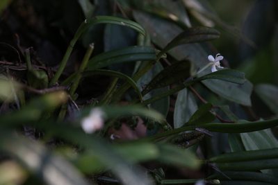 Dendrobium taylorii, photographed by Hugo Innes