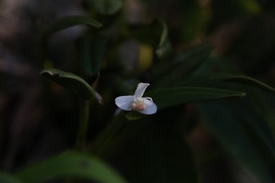 Dendrobium taylorii, photographed by Hugo Innes
