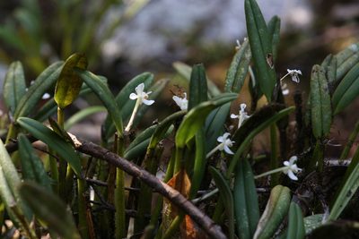 Dendrobium taylorii, photographed by Hugo Innes