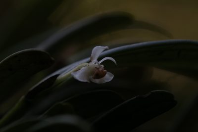 Dendrobium taylorii, photographed by Hugo Innes
