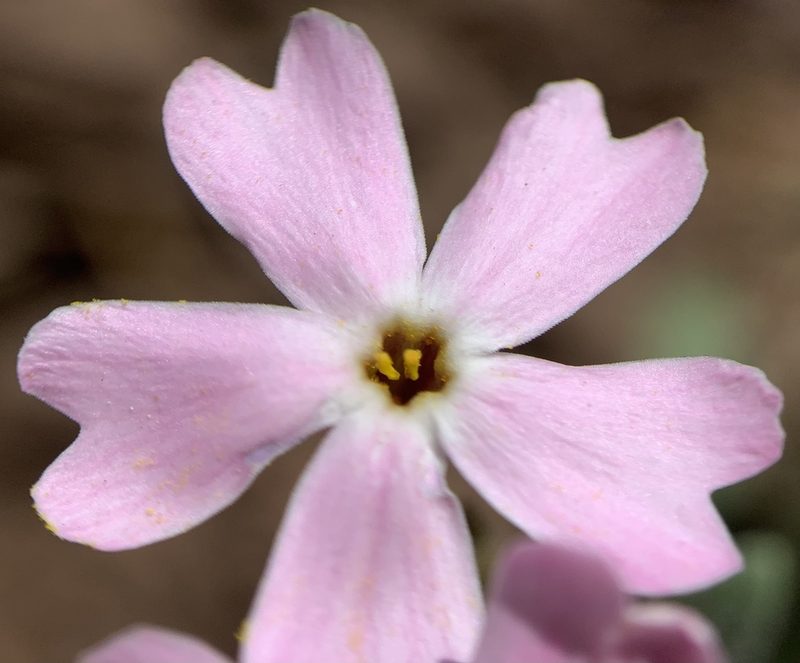 Phlox amabilis, photographed by mark-groeneveld