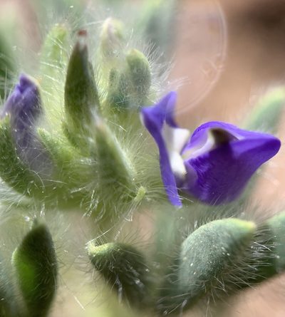 Lupinus kingii, photographed by mark-groeneveld