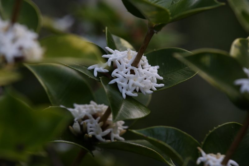 Alyxia orophila, photographed by Hugo Innes