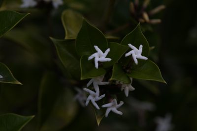 Alyxia orophila, photographed by Hugo Innes