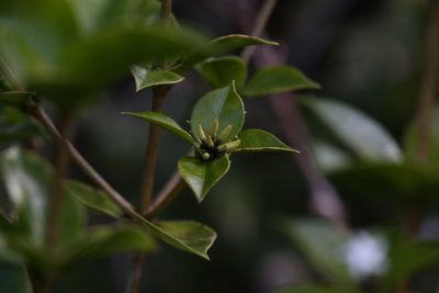 Alyxia orophila, photographed by Hugo Innes