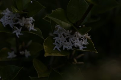 Alyxia orophila, photographed by Hugo Innes