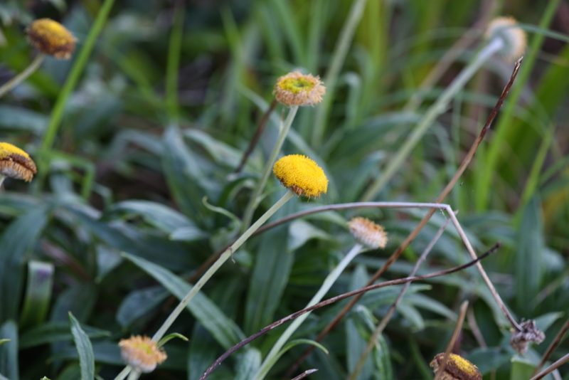 Coronidium rupicola, photographed by Hugo Innes