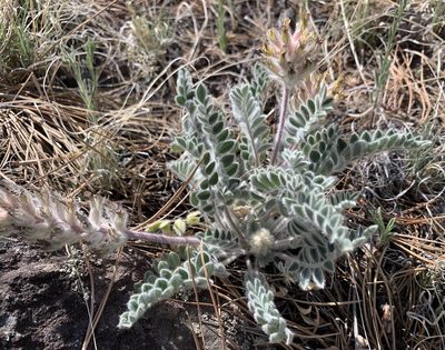 Astragalus mollissimus