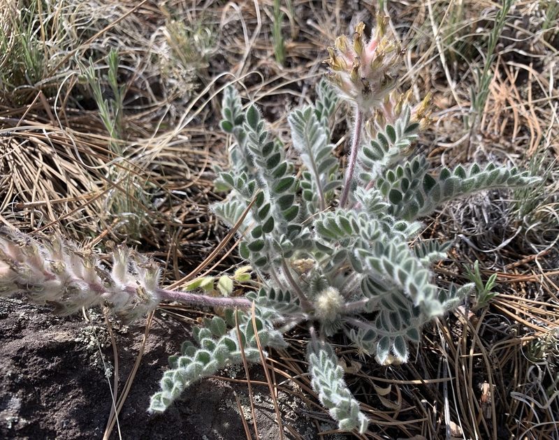 Astragalus mollissimus, photographed by mark-groeneveld