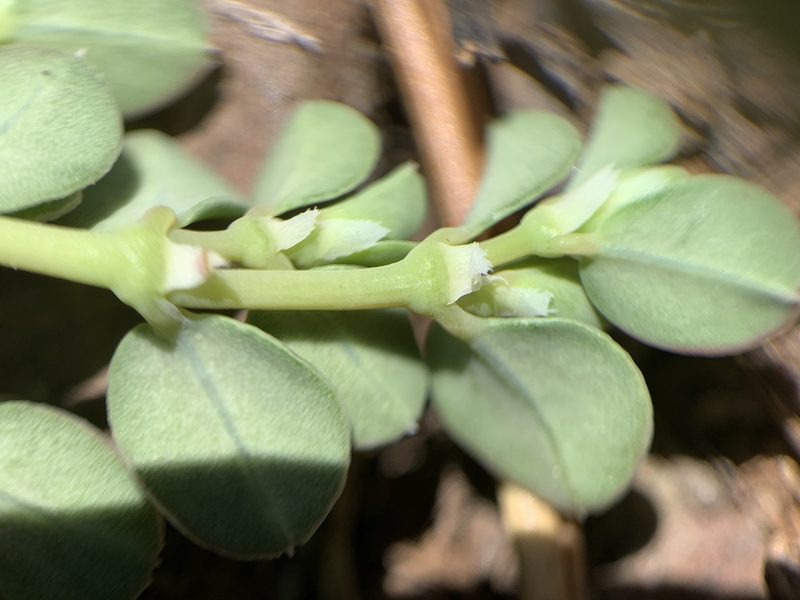 Euphorbia albomarginata, photographed by mark-groeneveld