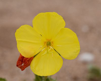 Oenothera coquimbensis, photographed by Nicolás Villaseca Merino